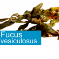 fucus vesiculosus