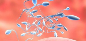 espermatozoides (1)