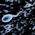 proceso del espermatozoide